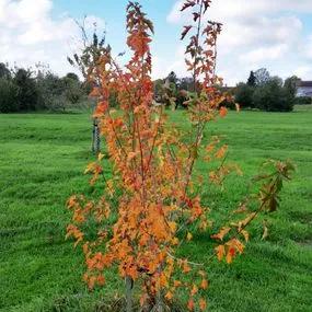 Amur Maple (Acer tataricum ginnala) Img 2
